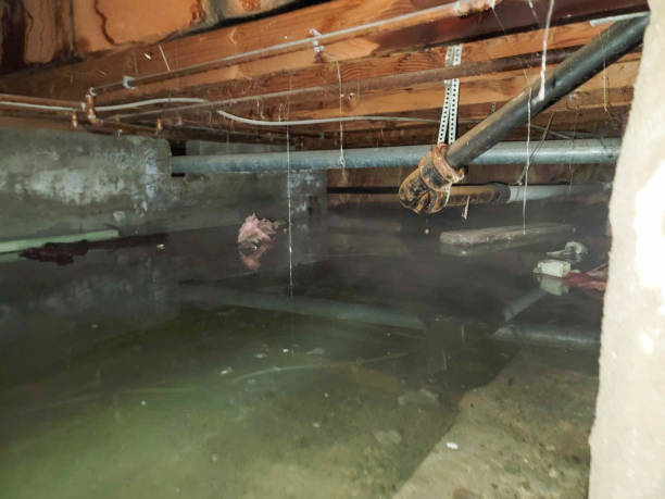 Best Flood restoration services  in Highlands Ranch, CO